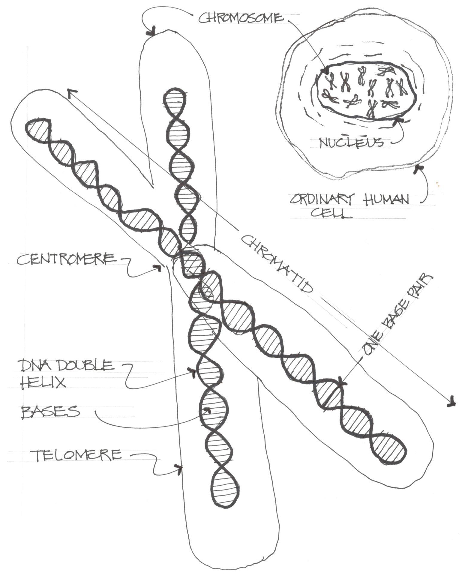 Строение хромосомы человека рисунок